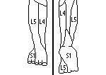 Lower dermatomes