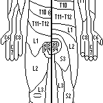 Middle dermatomes