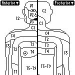 Upper dermatomes