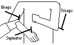 Upper limb reflex diagram